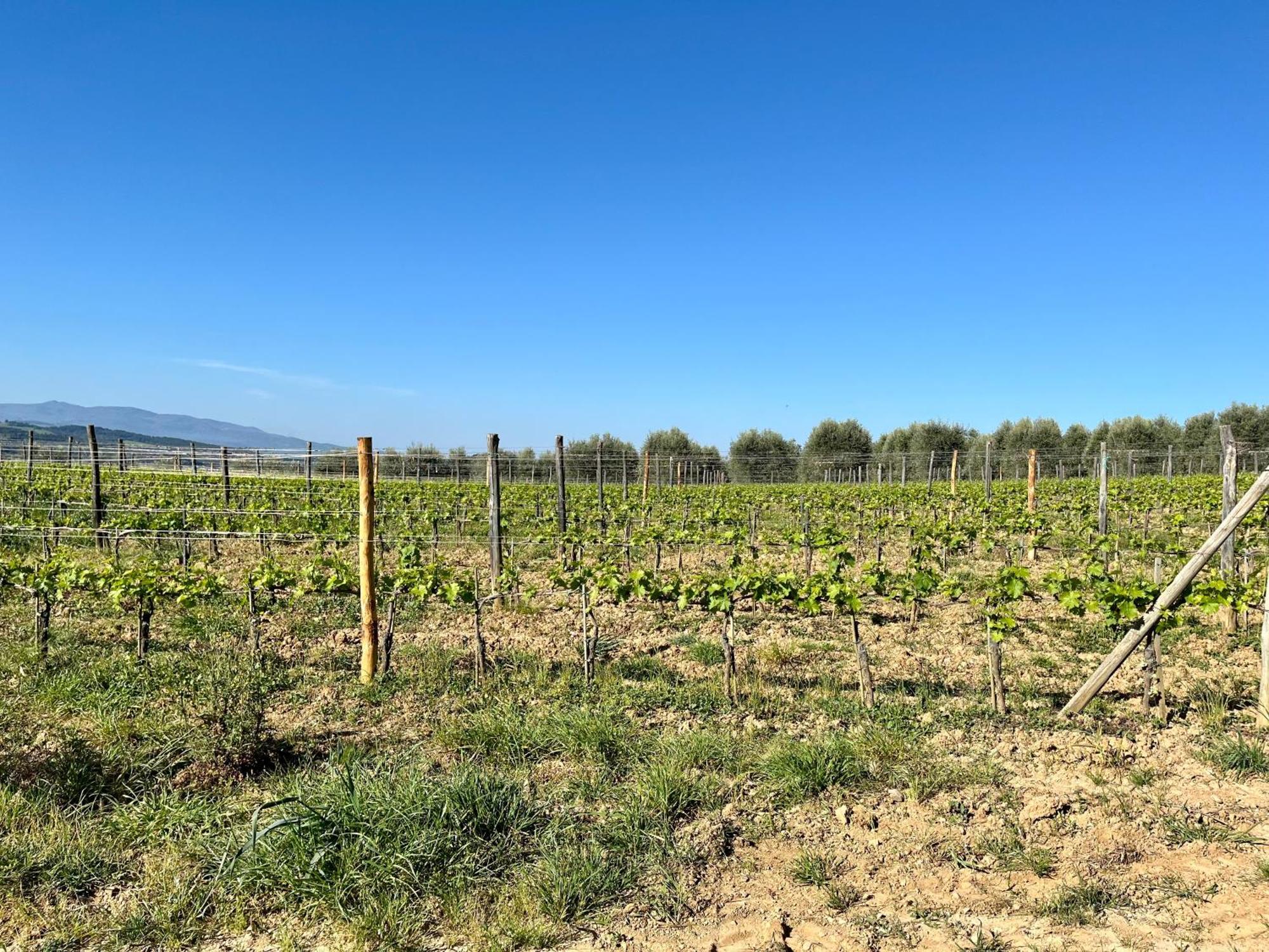 Agriturismo Le Querciole In Val D'Orcia Bagno Vignoni Εξωτερικό φωτογραφία